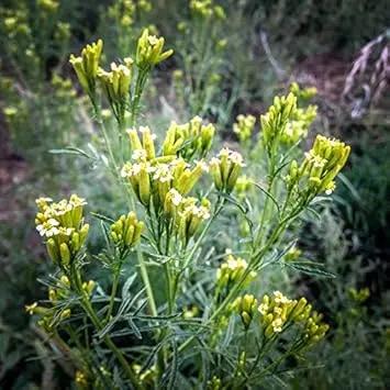 Yellow Tagetes Minuta Flower Seeds for Planting - NON GMO Seeds Dhara Seeds