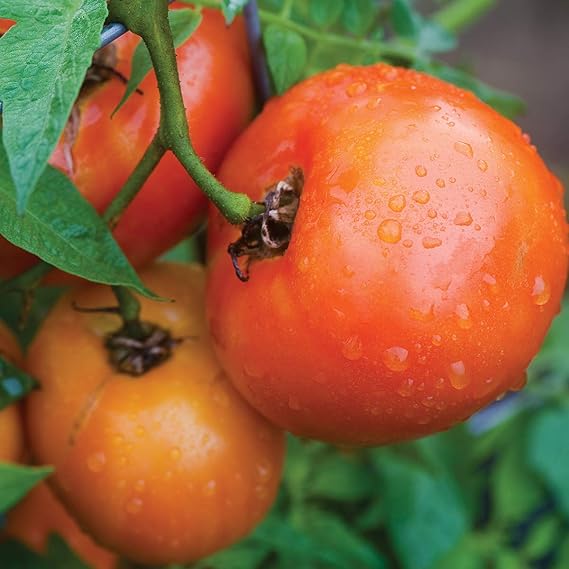 Orange Tomato Solanum lycopersicum Seeds for Planting in Vegetable Patch & Garden