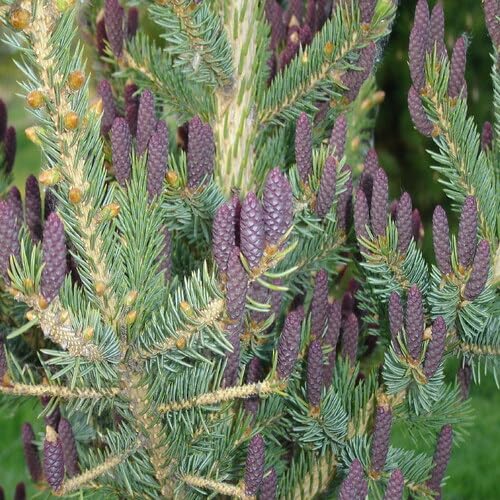 Purple Pine Tree - Heirloom, Non - Gmo Seeds