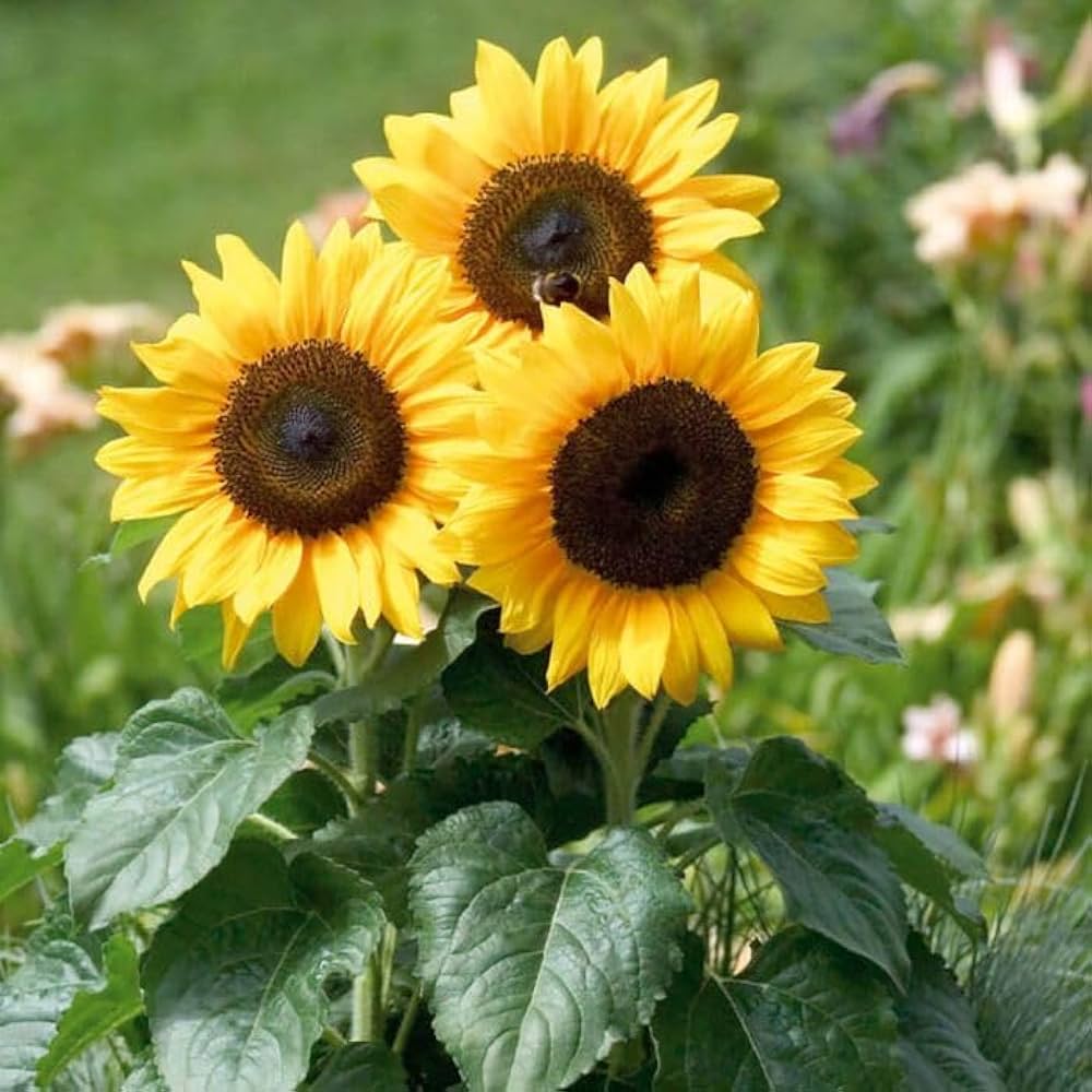 Mini Sunflower Helianthus Flowering Seeds For Planting