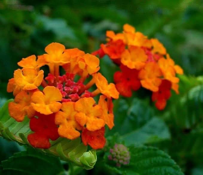 Regenbogen Multicolor Lantana Flower Seeds