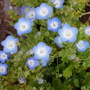  perennial-heirloom-non-gmo-nemophila-menziesii-baby-blue-eyes-seeds

