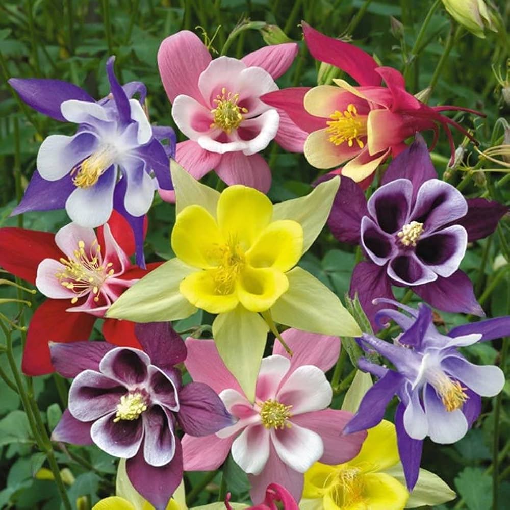 Columbine McKana Giants Mix – Seeds for Stunning Flower Growth