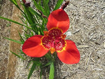 Red Tigridia Pavonia Flower Seeds for Planting, NON GMO Seeds for planting in home garden