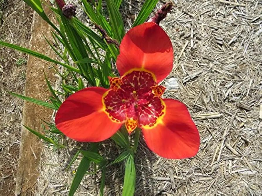 Red Tigridia Pavonia Flower Seeds for Planting, NON GMO Seeds for planting in home garden