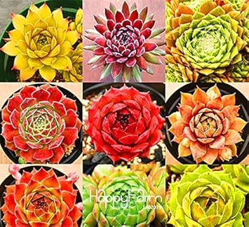 Mixed Sempervivum Flower Seeds for Planting 100