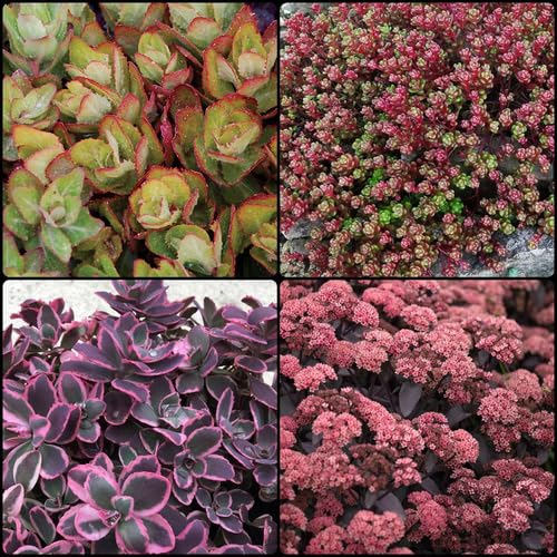 Mixed Sedum - Heirloom, Non - Gmo Seeds