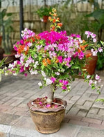 Bougainvillea Bougainvillea spp. for planting in tropical garden