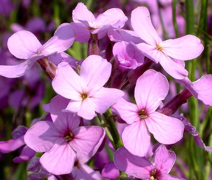Rocket Hesperis matronalis Dame’s Flower Seeds for Planting in backyard wildflower gardens