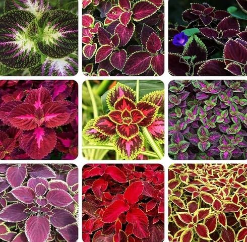 Mixed Coleus - Heirloom, Non - Gmo Seeds
