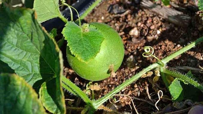Peach Melon Cucumis melo Fruit Seeds for Planting in Garden