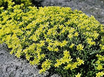 Heirloom Non-GMO Yellow Sedum Flower Seeds for Planting – Drought-Tolerant Ground Cover Blooms seeds for planting in home garden