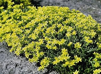 Heirloom Non-GMO Yellow Sedum Flower Seeds for Planting – Drought-Tolerant Ground Cover Blooms seeds for planting in home garden