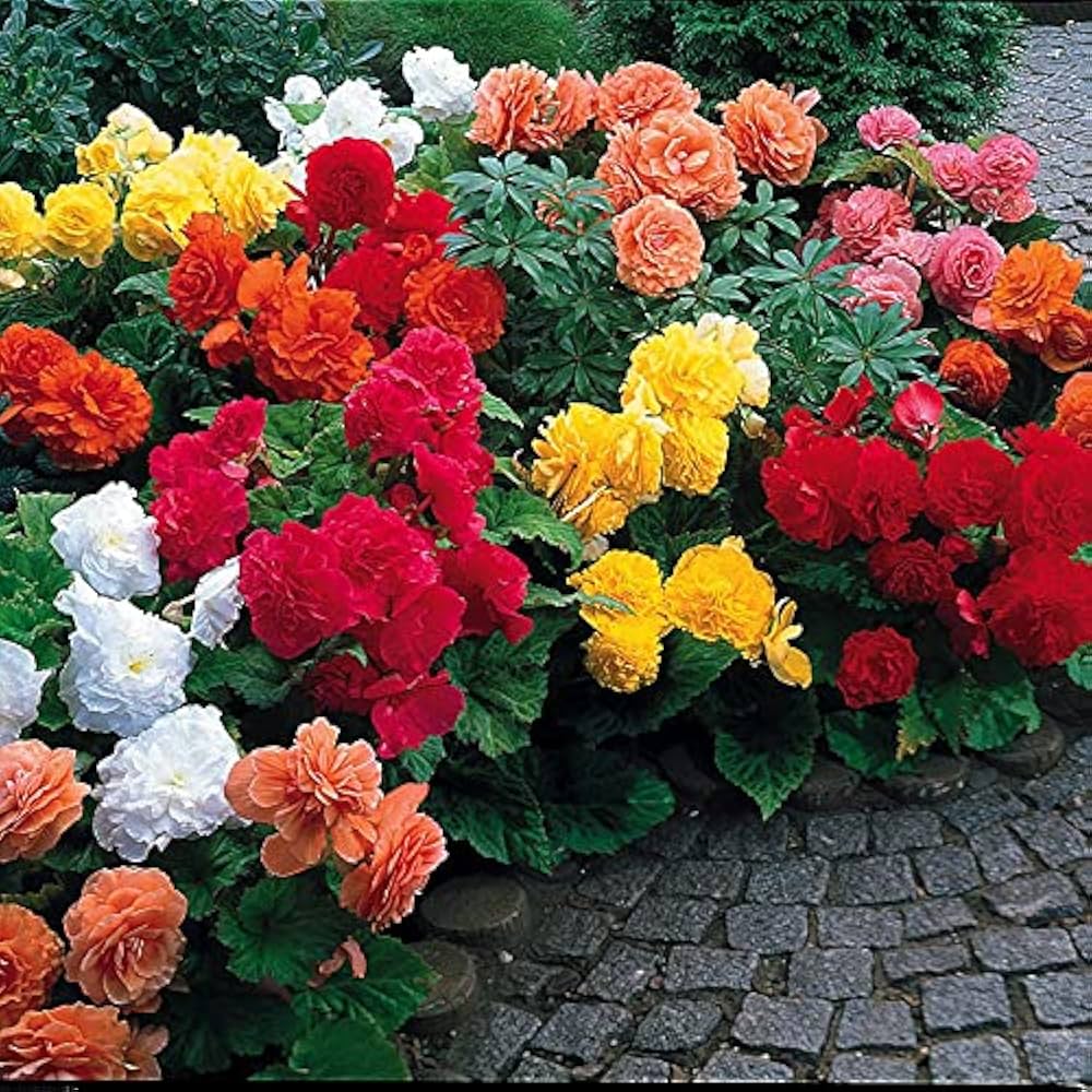 Begonia Begonia spp. for planting in flower bed