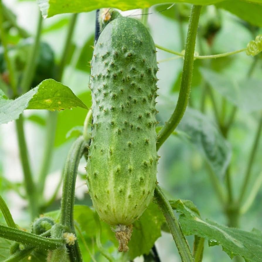 Boston Pickling cucumber heirloom seeds