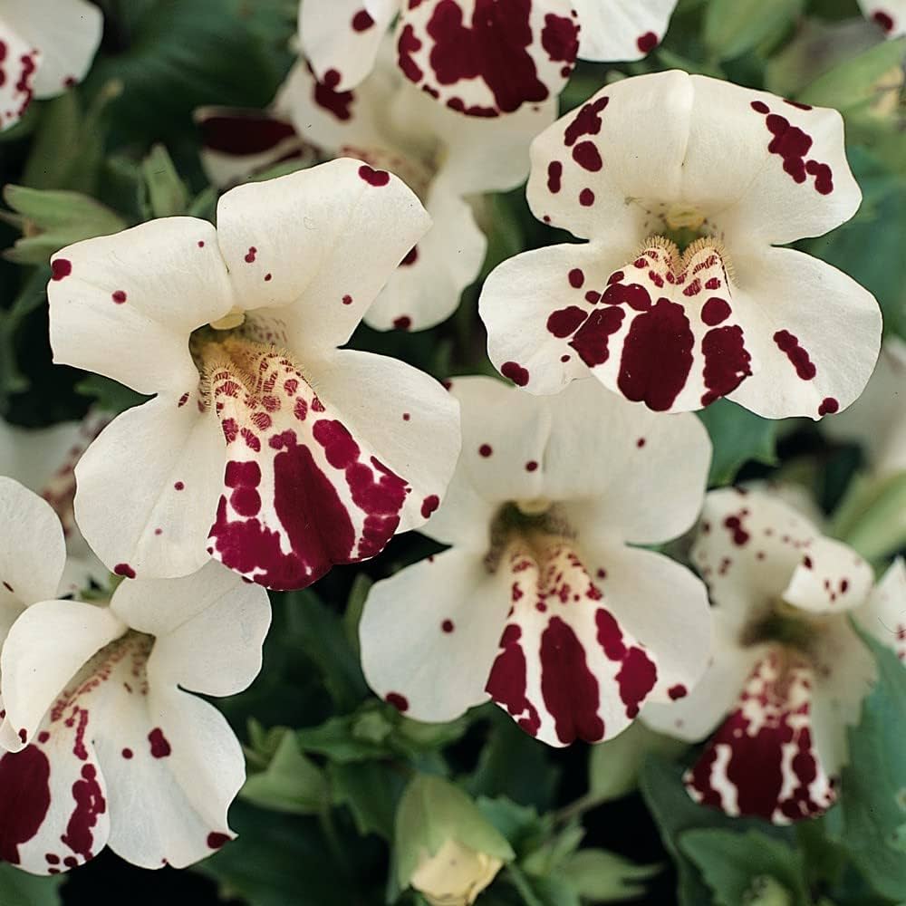 White Mimulus Hybridus Flower Seeds for Planting 100 seeds for planting in home garden