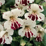White Mimulus Hybridus Flower Seeds for Planting 100 seeds for planting in home garden