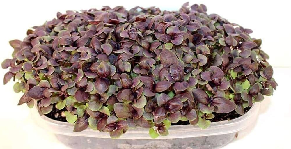 Pac Choi - Red Pac - F1 - Microgreen Seed