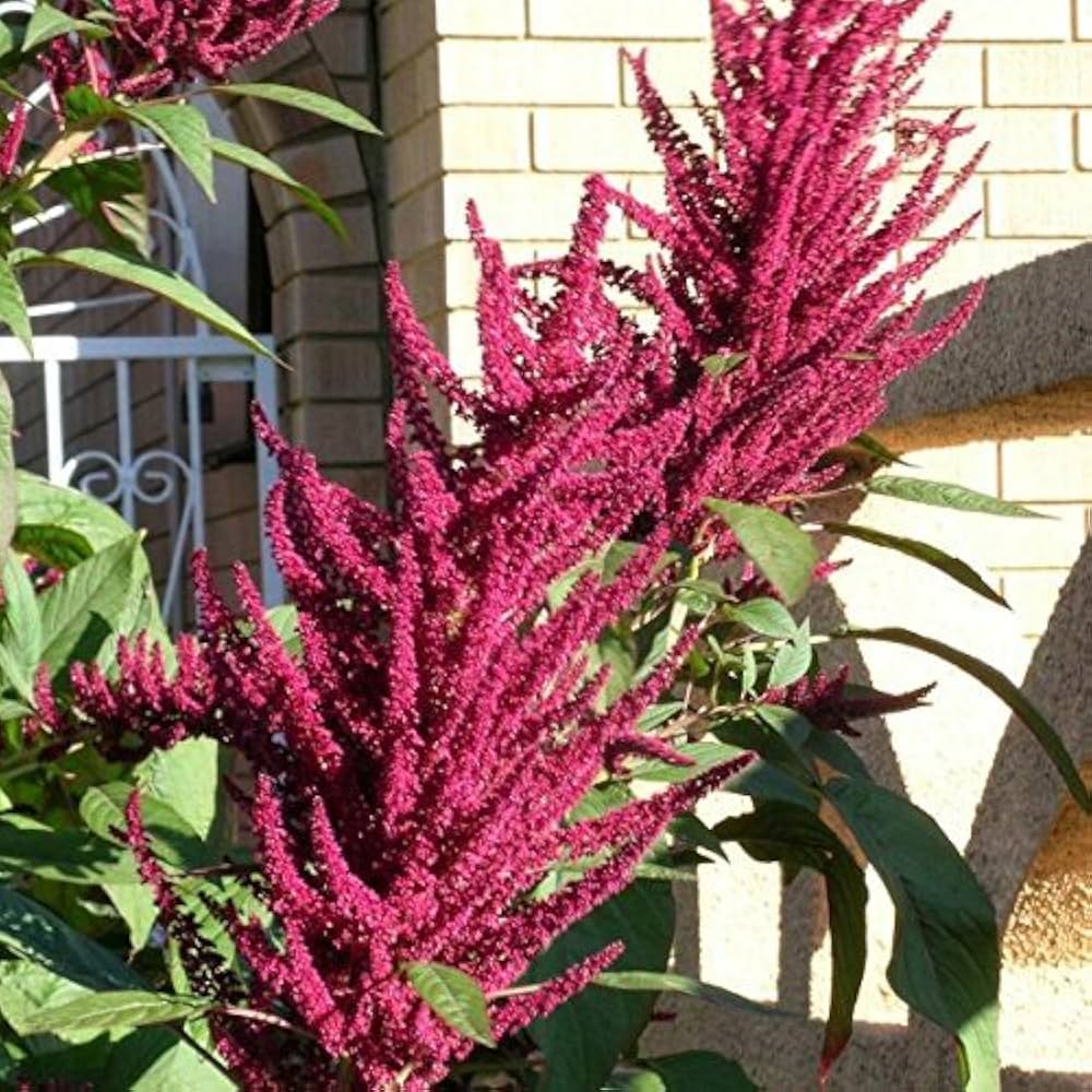Love Lies Bleeding Amaranthus caudatus Seeds for Planting in Flower Bed