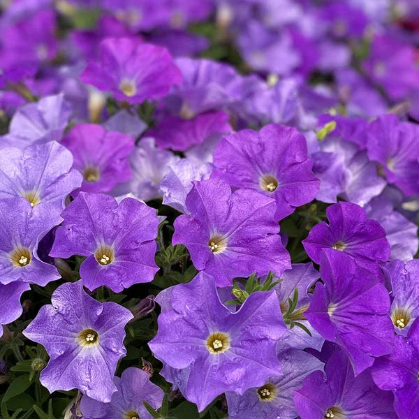 Blue Phantom petunia – vibrant annual flower seed