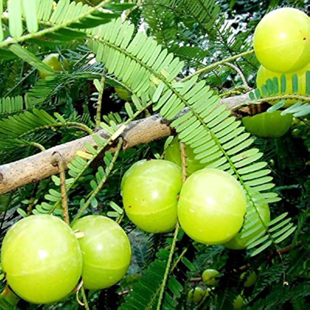 Gooseberry Fruit Bonsai Organic Seeds for Home Garden