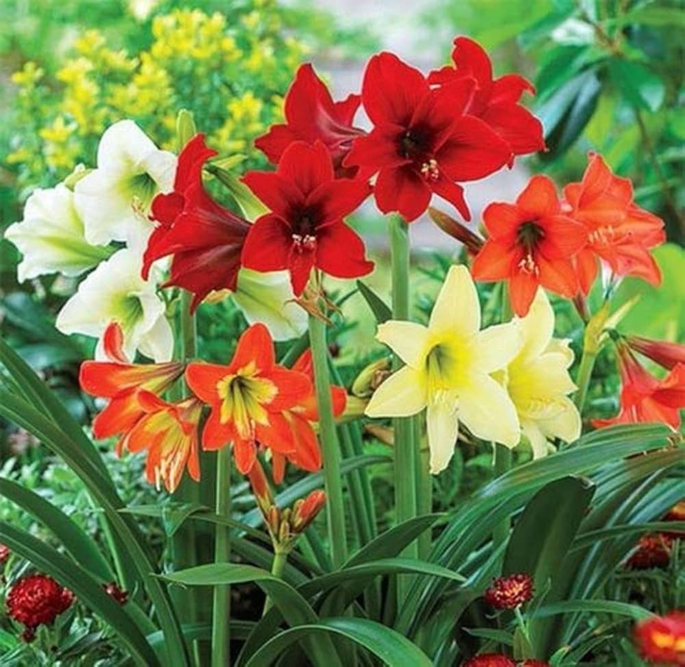 Mixed Amaryllis flower seeds – heirloom, non-GMO flower seeds for planting seeds for planting in home garden