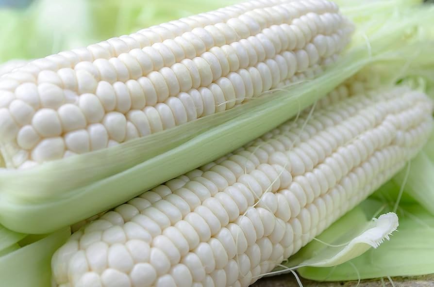 Rare White Corn Seeds,
