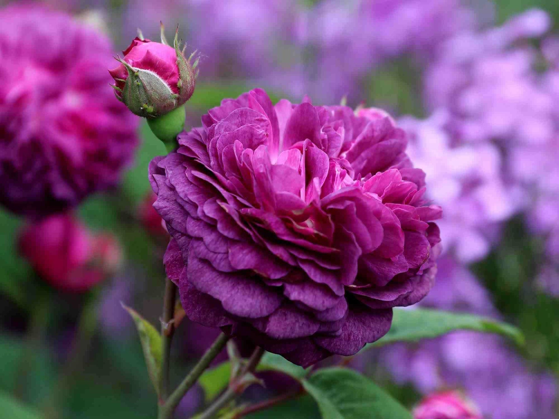 purple climbing rose seeds Rose Seeds