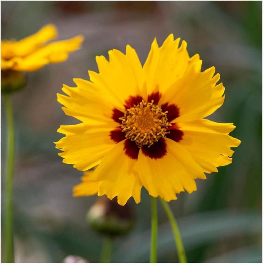 Coreopsis Largeflower Tickseed Flower Seeds
