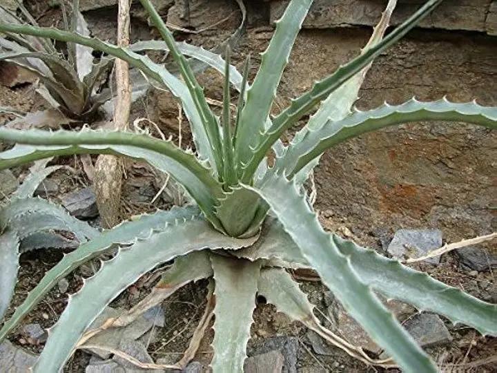 Hechtia Sp Tehuacan Seeds for Planting - NON GMO Seeds Dhara Seeds