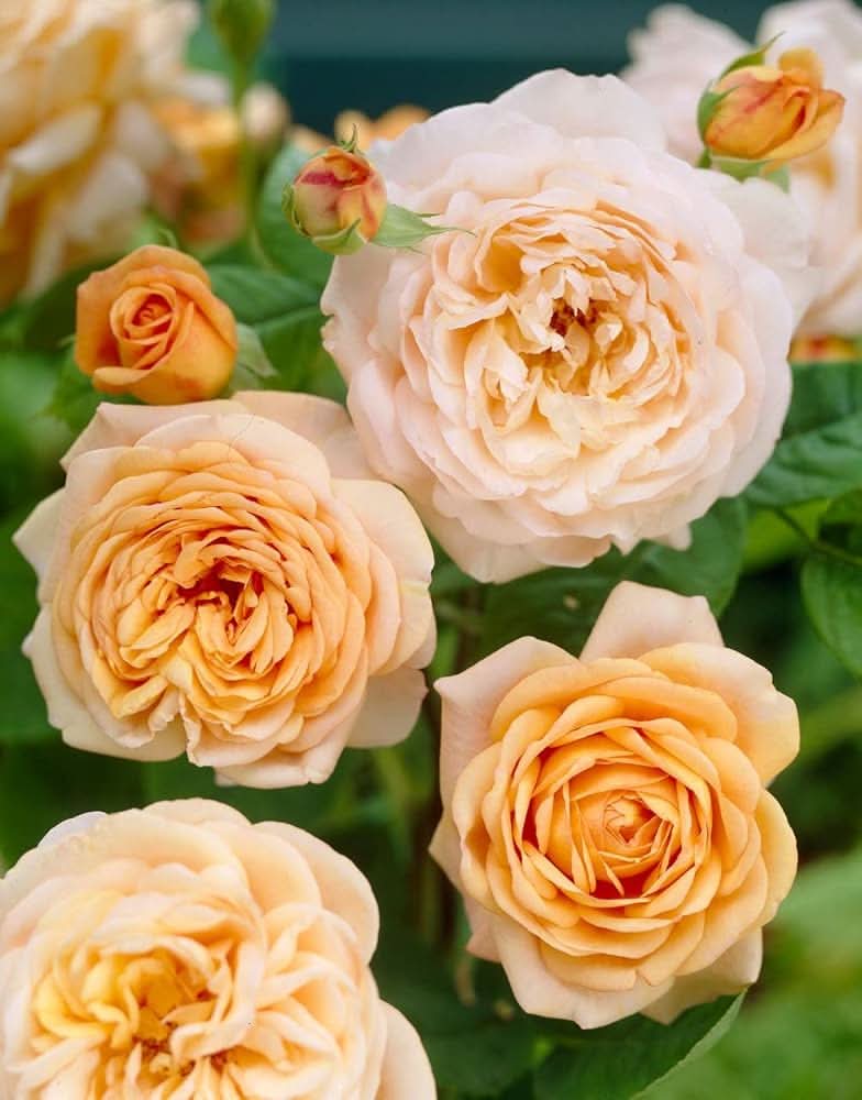 Rose Cream Hybrida Flower Seeds for Planting in backyard gardening and vertical garden trellises