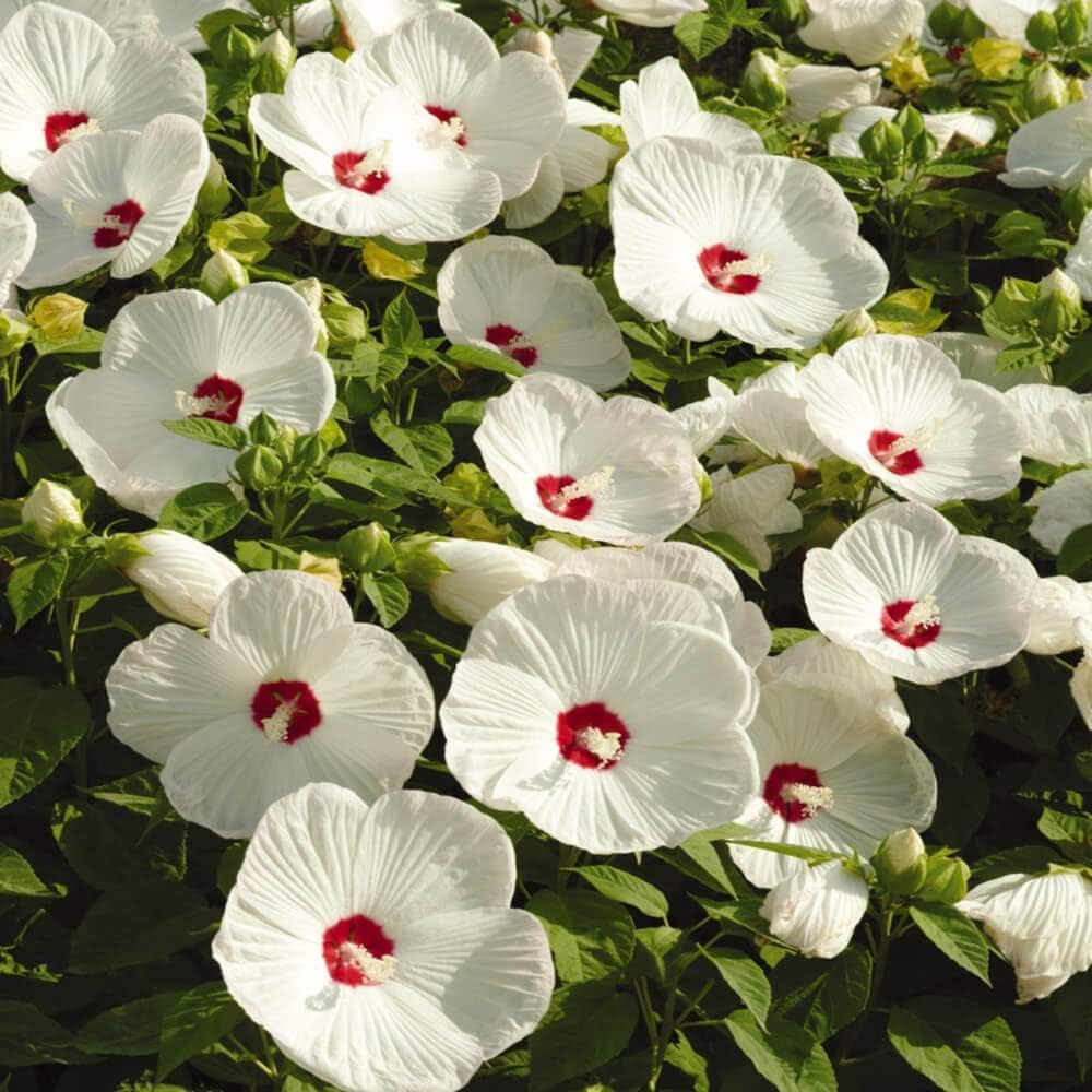 Hibiscus Hibiscus moscheutos Luna Rose flower seeds for planting in home garden or perennial beds