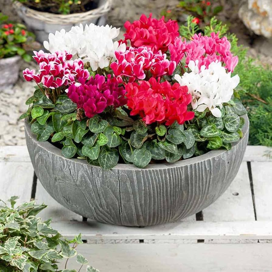 Cyclamen Cyclamen persicum Sierra Synchro Flamme Mix flower seeds for planting in home garden or shaded pots