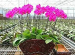 Violet Hydroponic Orchid Flower Seeds for Garden - NON GMO Seeds Dhara Seeds