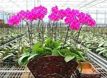 Violet Hydroponic Orchid Flower Seeds for Garden - NON GMO Seeds Dhara Seeds