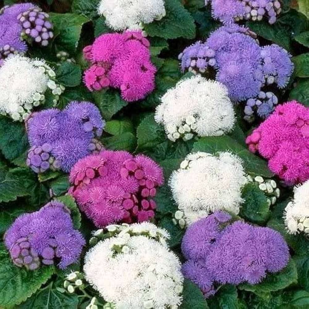 Ageratum Ageratum Mexicanum Mixed Colors Flower Seeds for Planting
