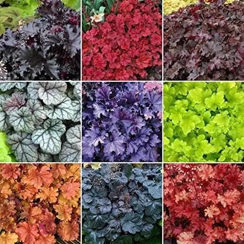 Mixed Heuchera Micrantha Seeds for Planting - Heirloom, NON-GMO Perennial Seeds for Garden & Landscaping Dhara Seeds