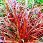 Feuertanz ornamental grass (Uncinia Rubra) seeds for planting