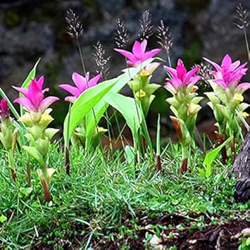 Pink Turmeric Flower Seeds for Planting – Organic, Heirloom, Non-GMO Curcuma Blooms