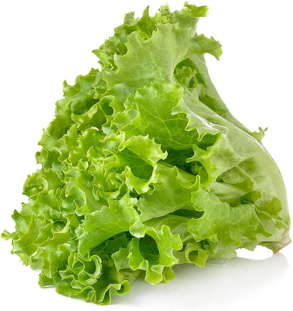 Grand Rapids leaf lettuce seeds for crisp salad greens