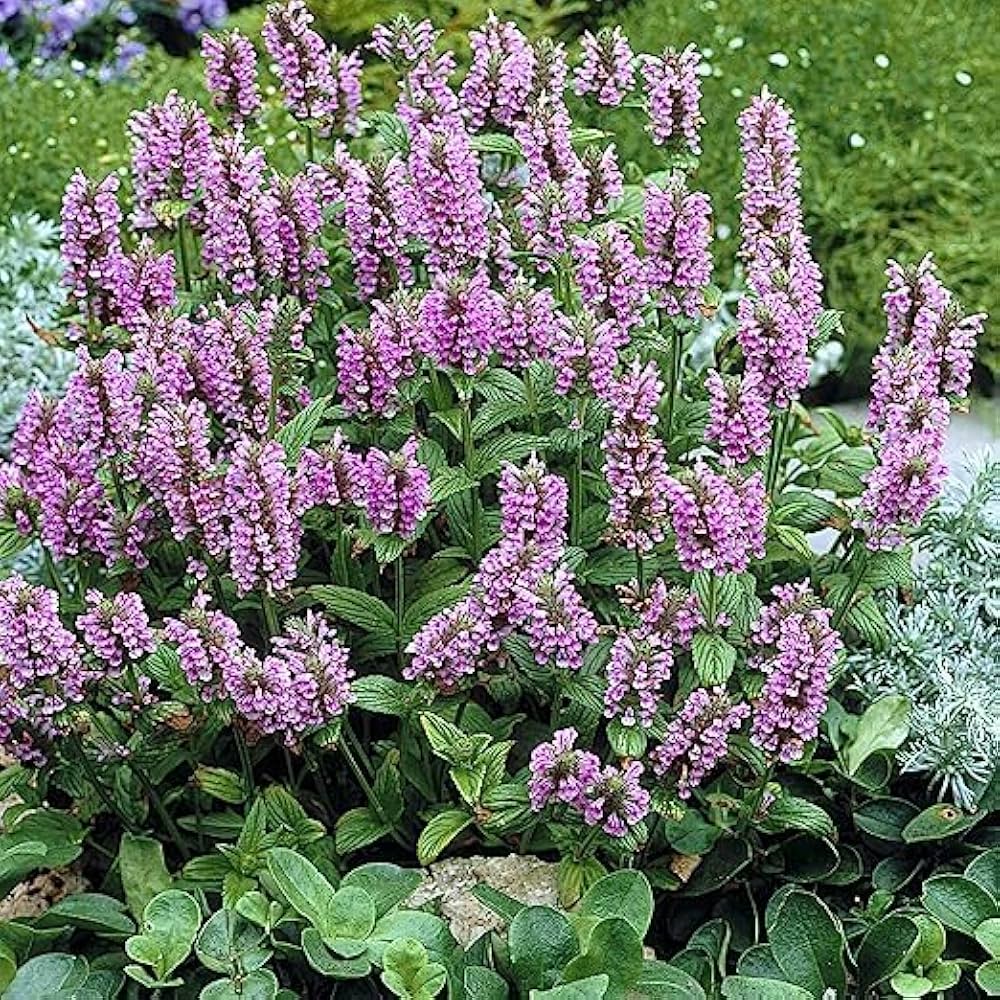 Cat Mint Orthoing for garden planting