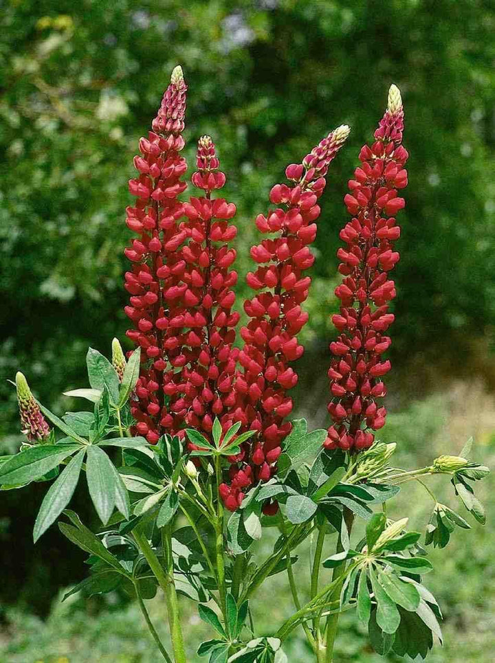 Maroon Lupine Flower Seeds for Planting NON GMO Seeds