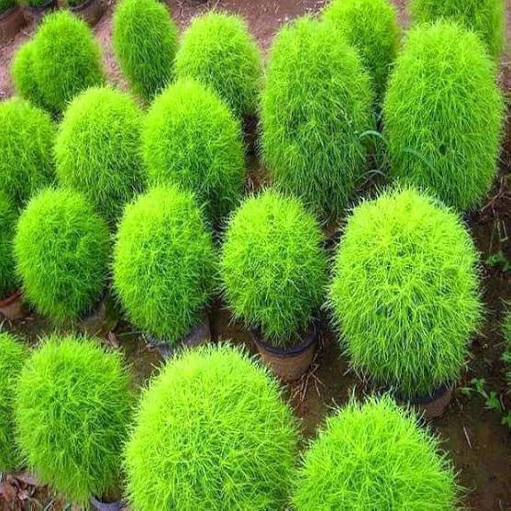 Burning Bush Flower Seeds,