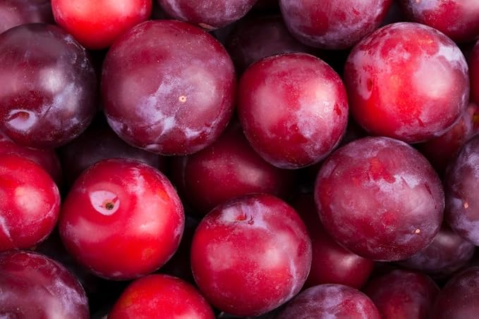 Plum Prunus domestica Fruit Seeds for Planting in Garden