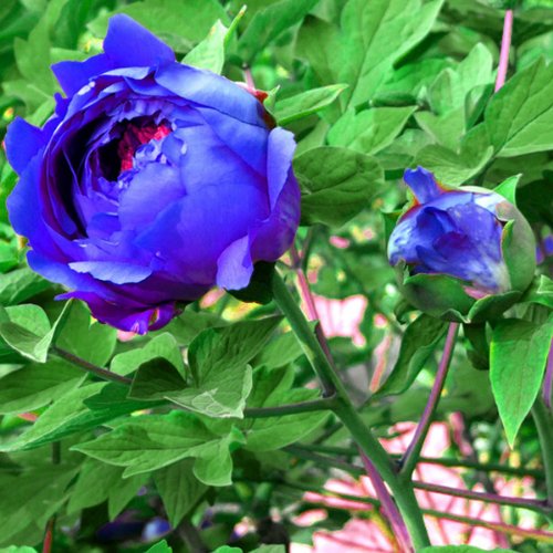 FD Chinese Blue Peony Seeds Pieces