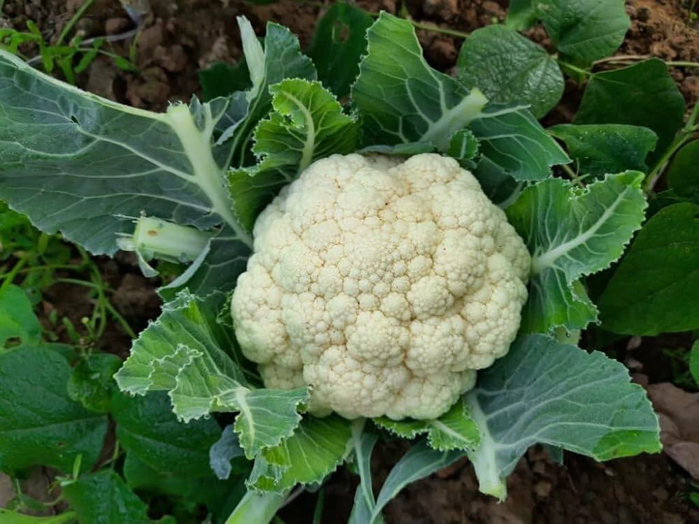 Snowball Cauliflower Seeds – Heirloom Seeds