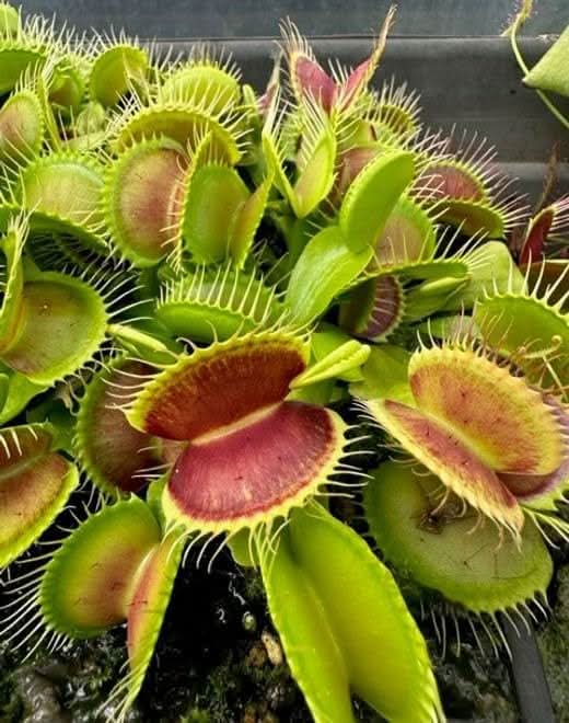 Carnivorous Plant Seeds for Planting
