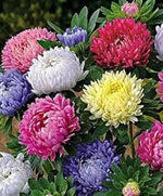 Heirloom Non-GMO Mixed Chinese Aster Flower Seeds for Planting – Vibrant Colorful Garden Blooms for planting in home garden