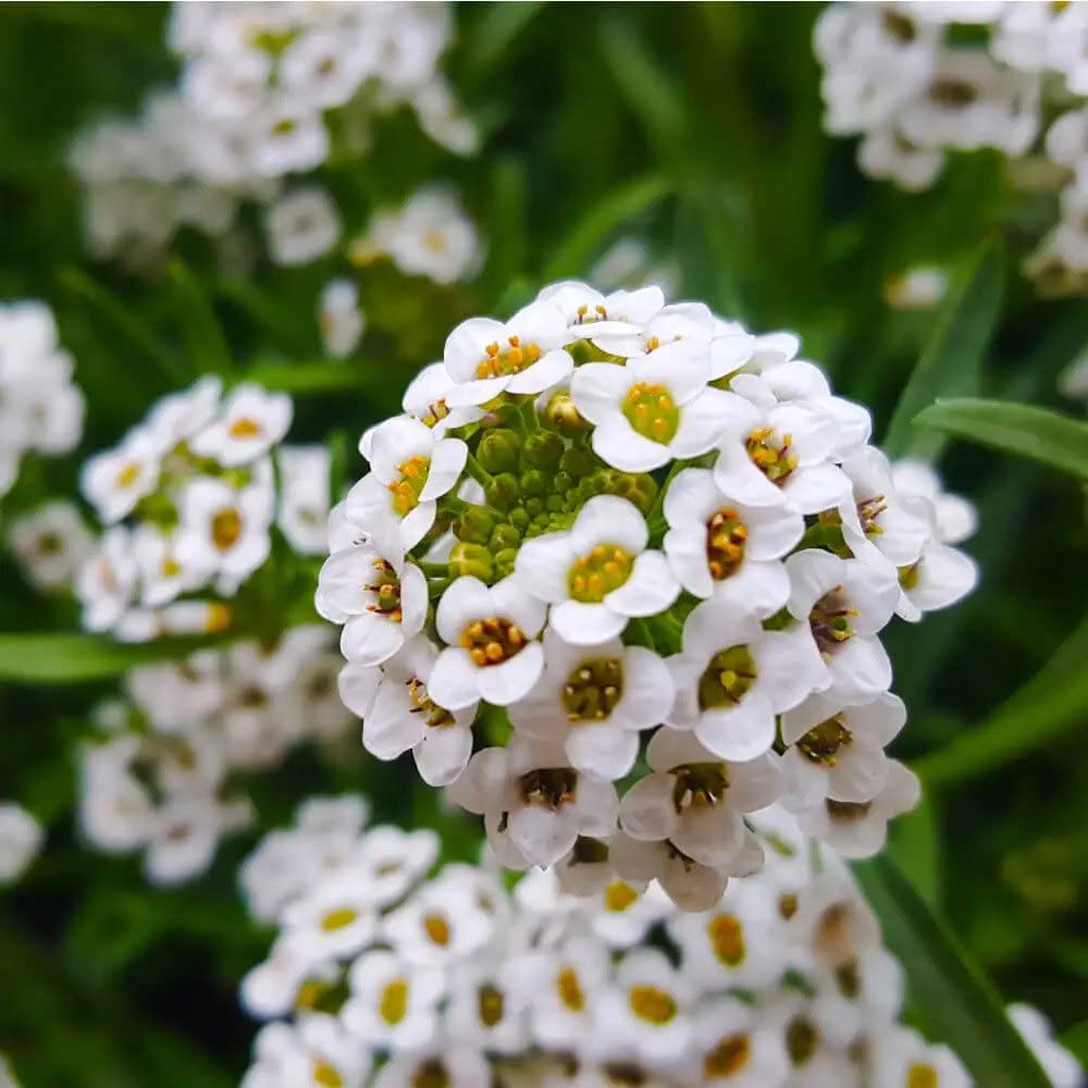 Alyssum flower seeds for planting in garden beds