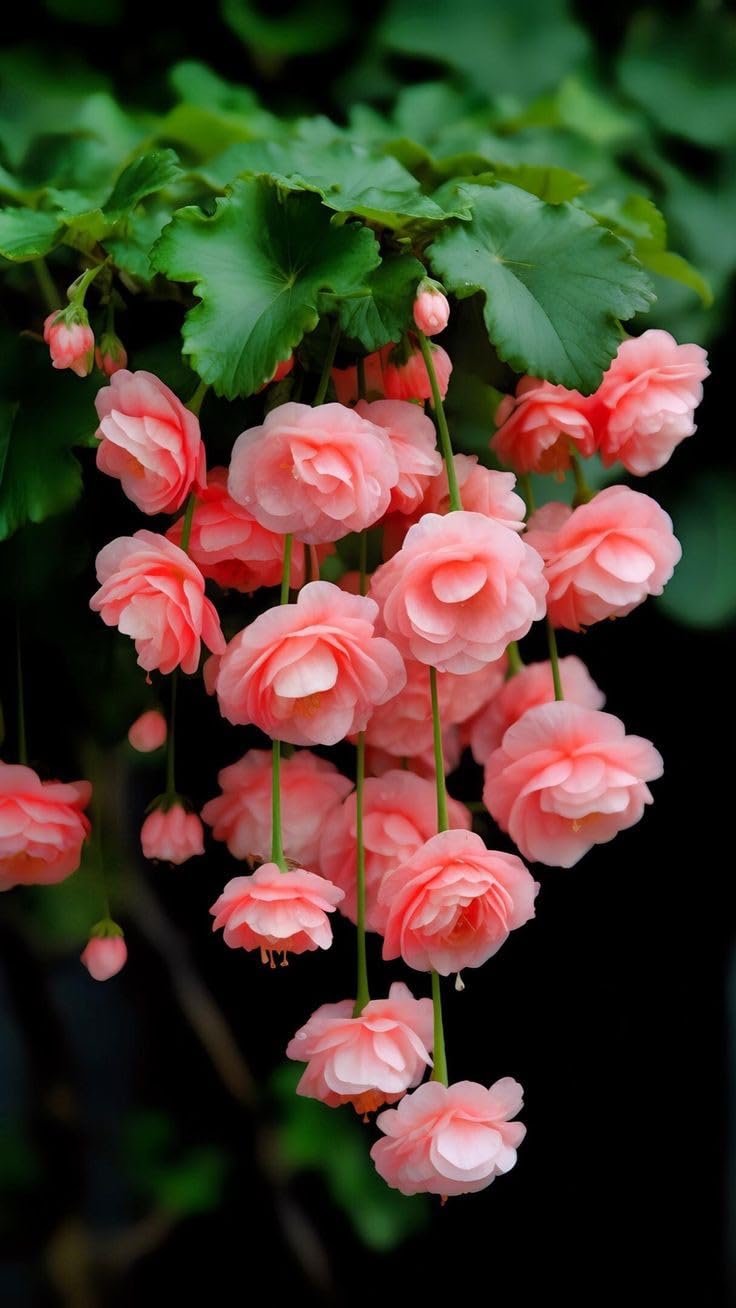 Begonia Mix Colors Begonia, Hybrida Flower Seeds for Planting in indoor pots or shaded garden